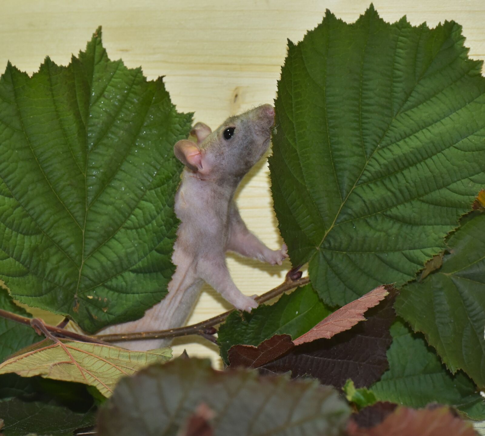 Nikon D750 sample photo. Rat, color rat, ill photography