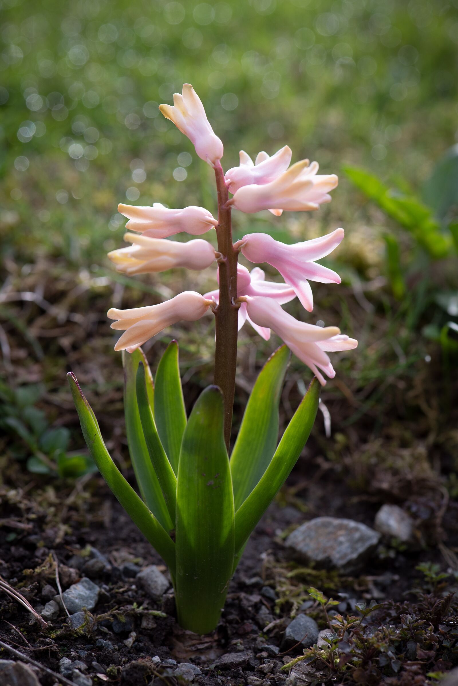 Nikon D750 sample photo. Hyacinth, flower, garden photography
