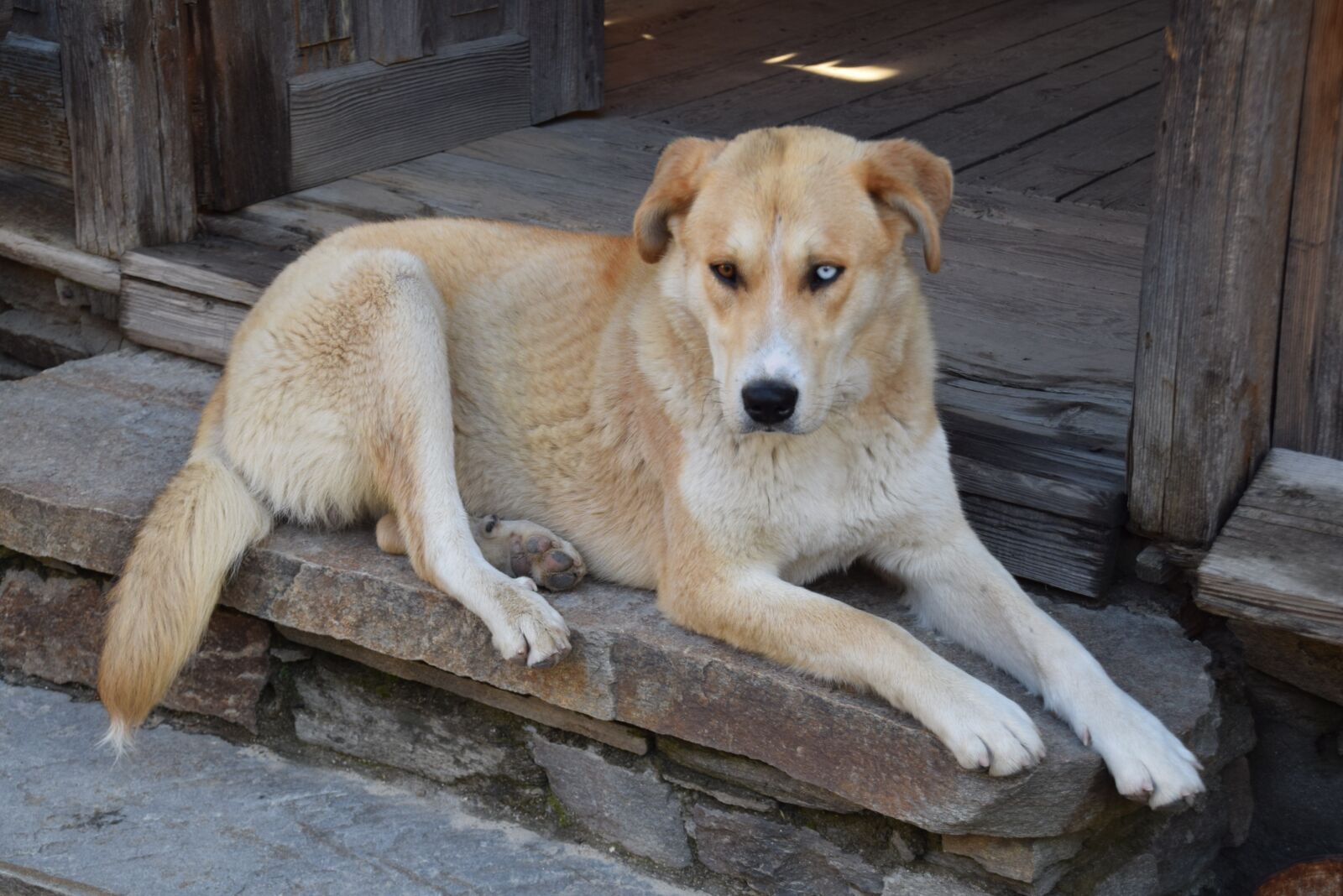 Nikon D5300 sample photo. Animals, dog, eyes photography