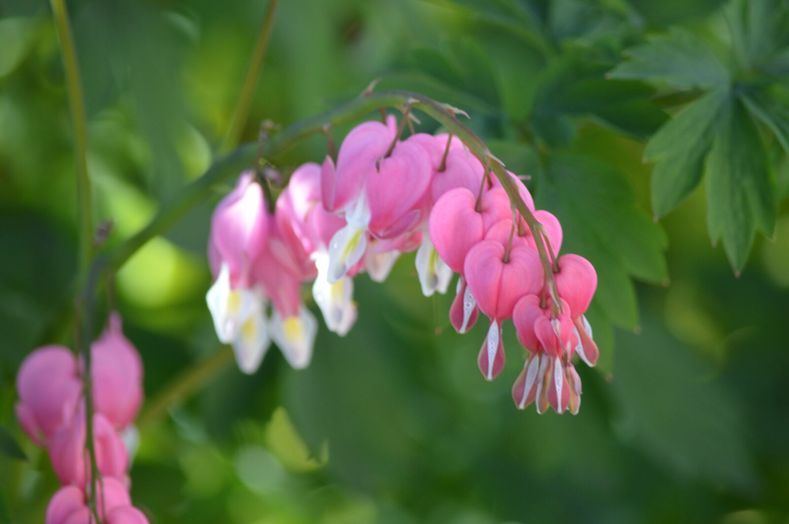 Nikon D3200 sample photo. Flower, heart of mary photography