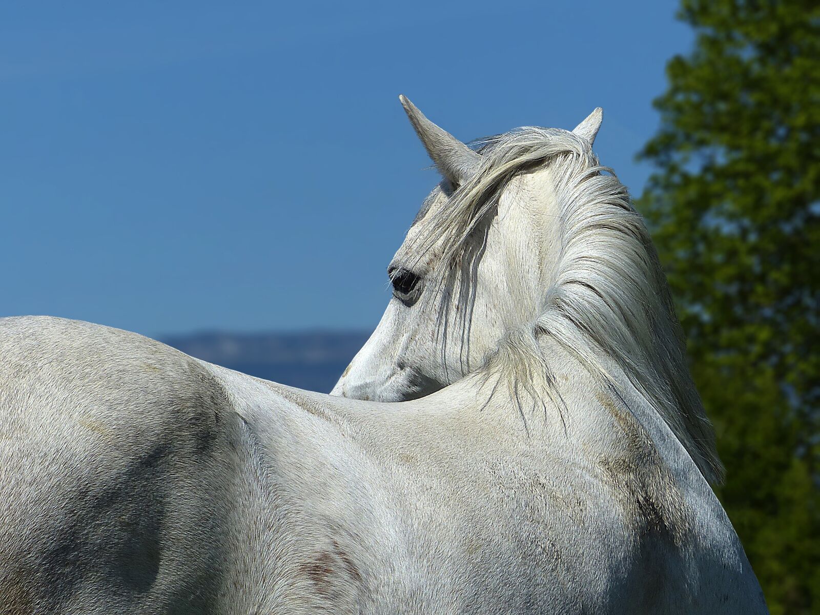 Panasonic Lumix DMC-FZ200 sample photo. Horse, pure arab blood photography