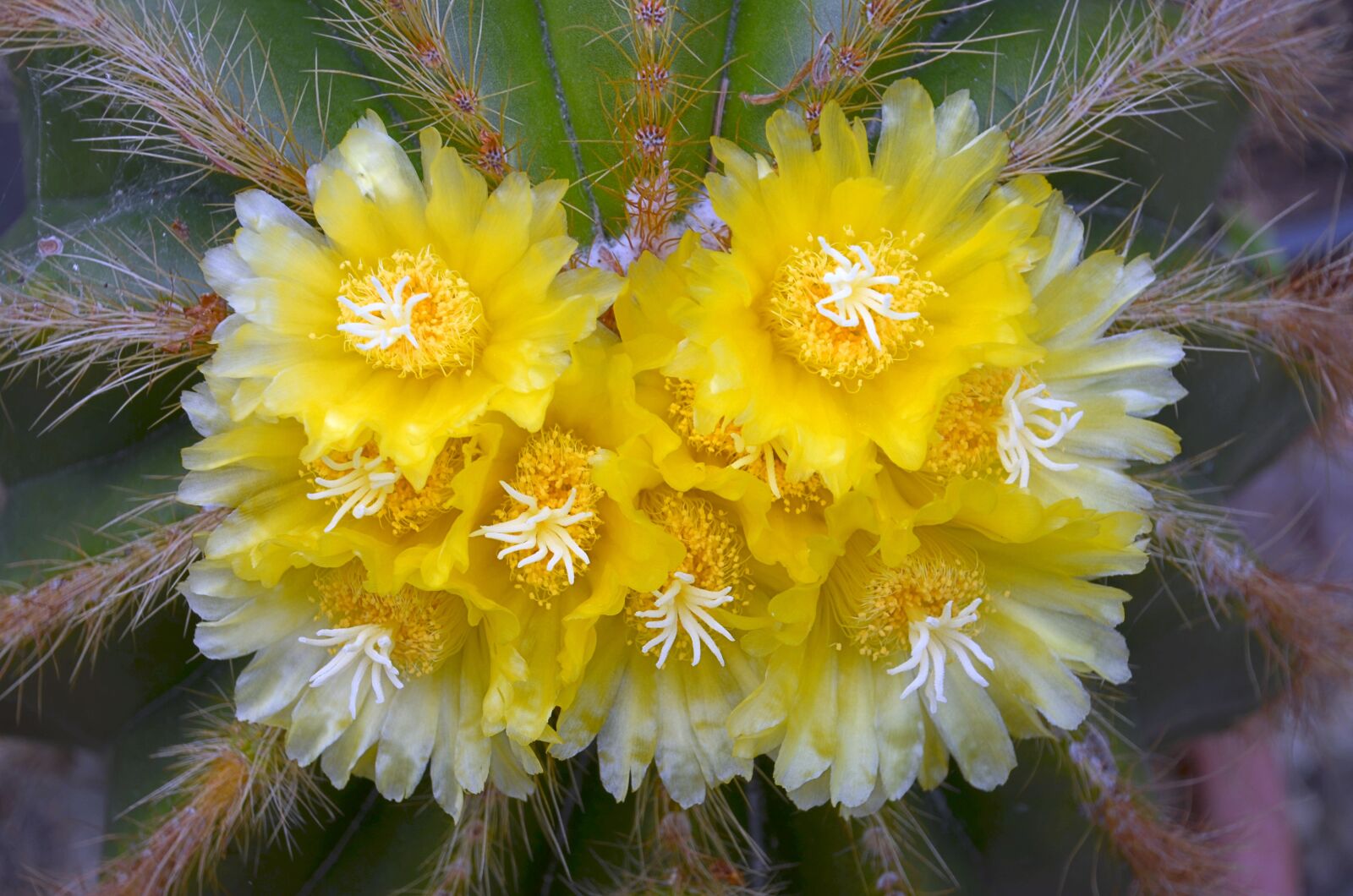 Nikon D5100 sample photo. Cactus, blossom, bloom photography
