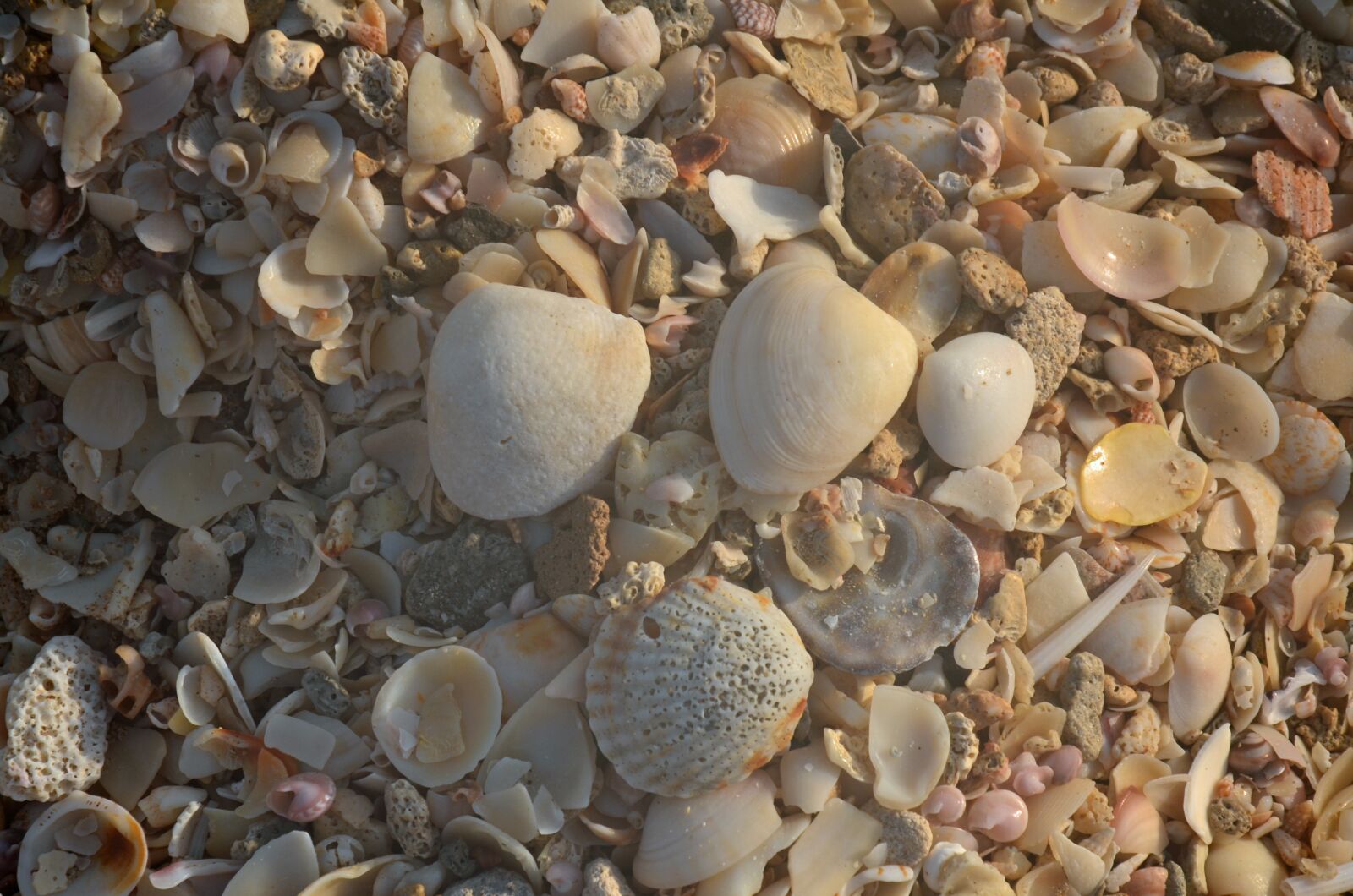 Nikon D5100 sample photo. Mussels, sea, water photography