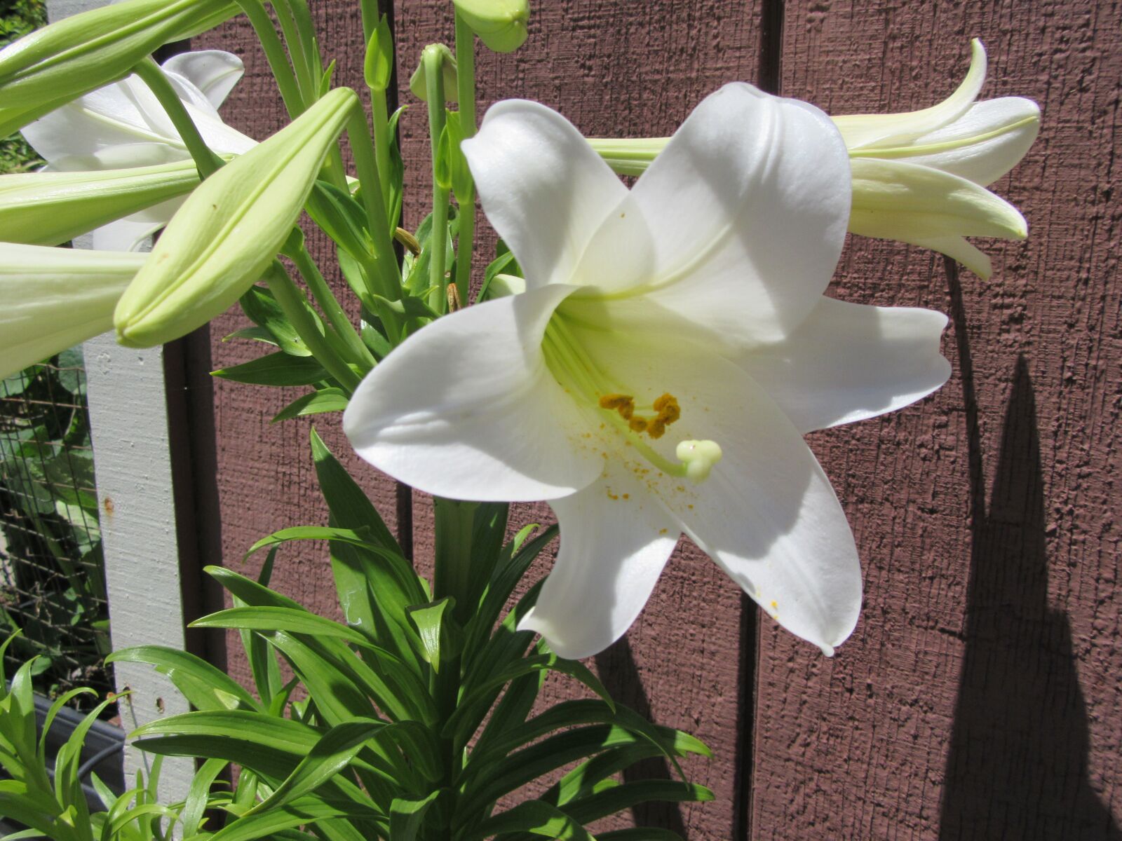 Canon PowerShot SX610 HS sample photo. Lily, blossom, flower photography