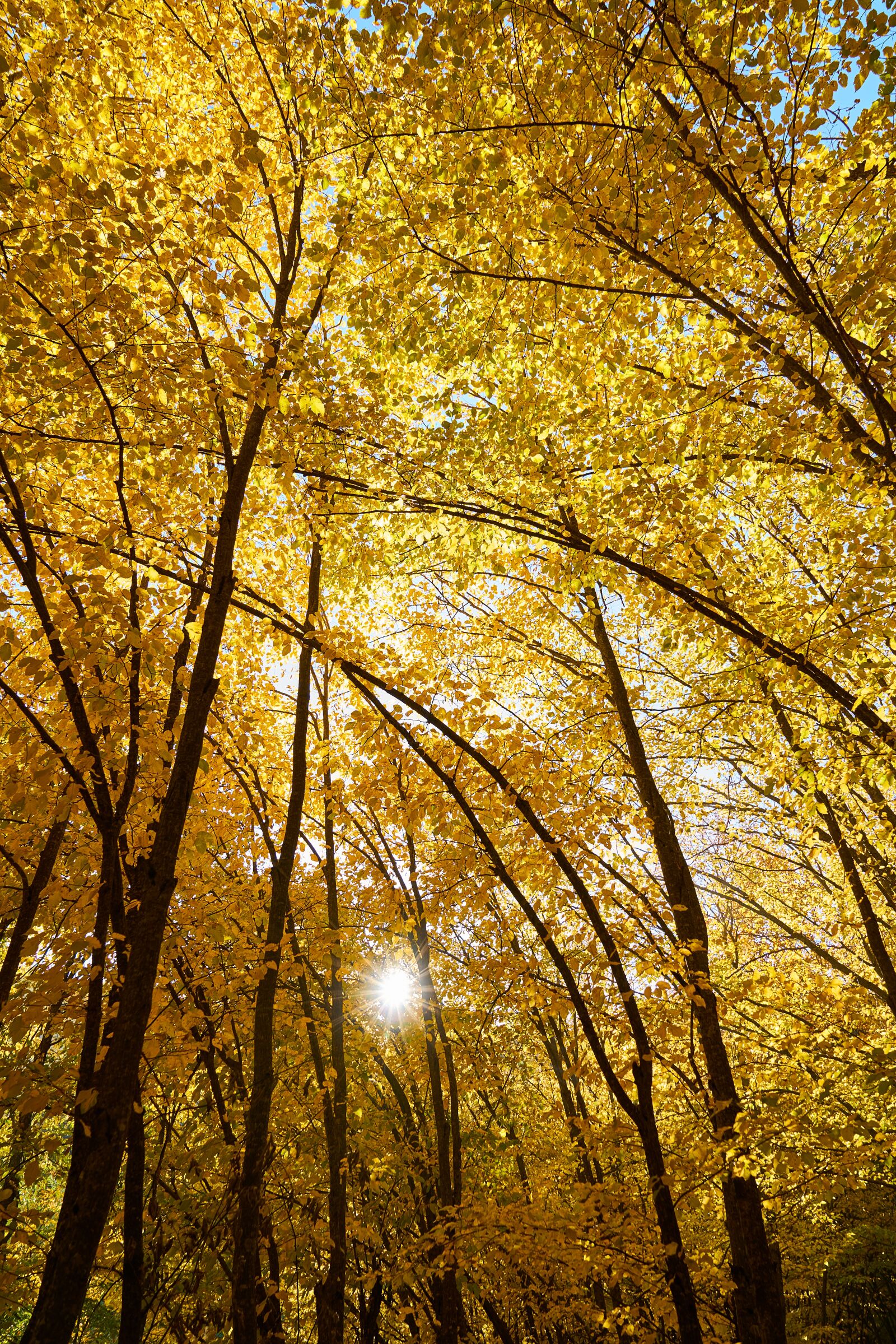 Sony a7R II sample photo. Yellow, autumn, leaves photography