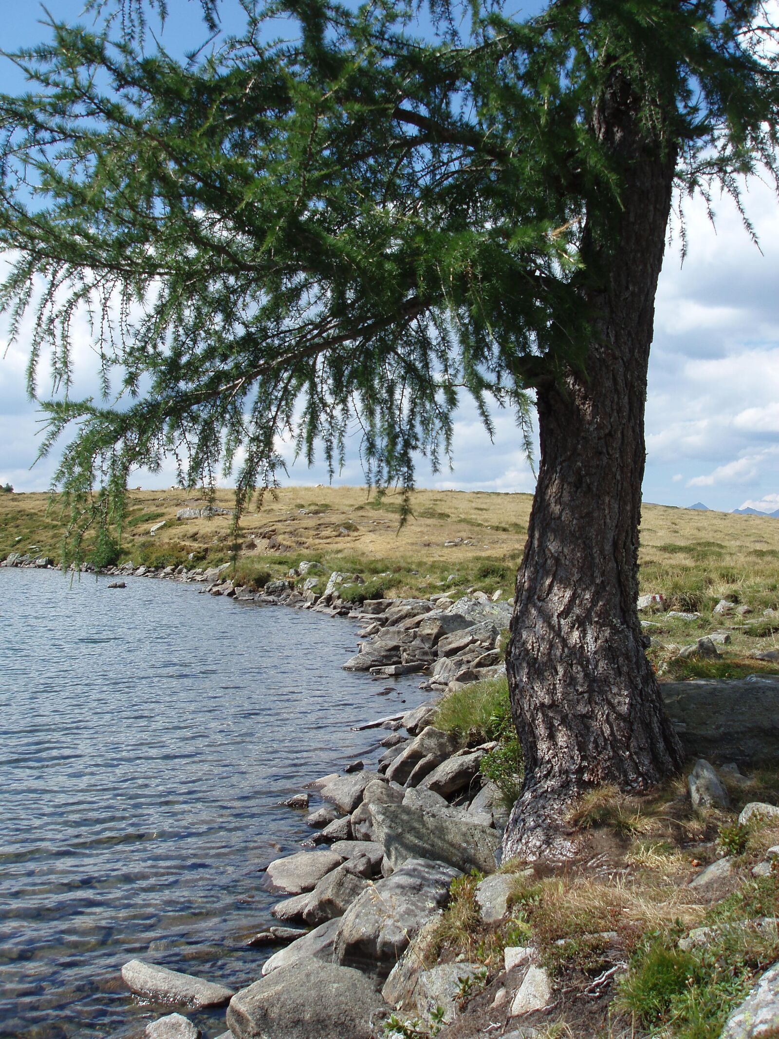Olympus uD800,S800 sample photo. Bergsee, tree, bank photography