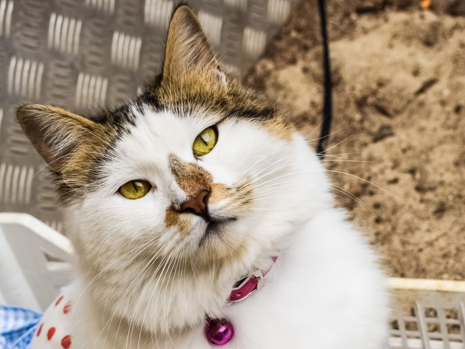 Nikon D3300 sample photo. Cat, looking, eyes photography