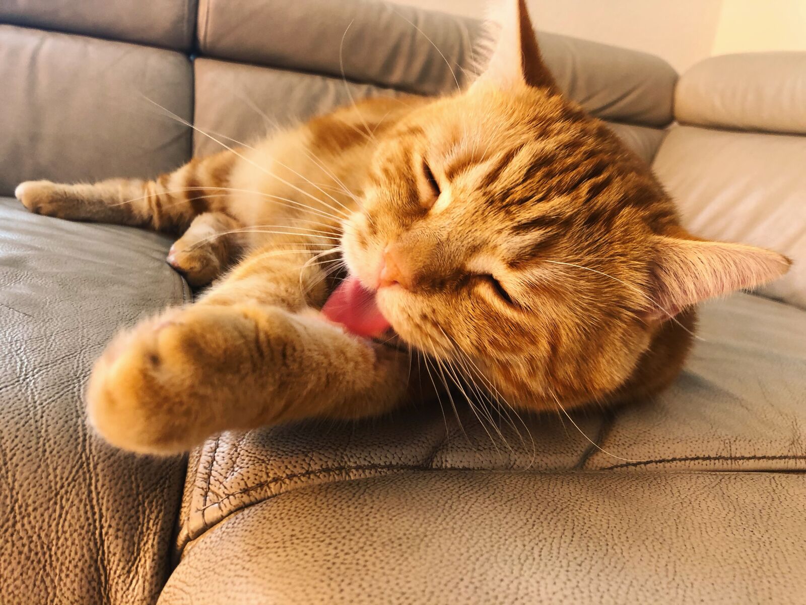 iPhone 8 back camera 3.99mm f/1.8 sample photo. Katze, kätzchen, gustaf photography