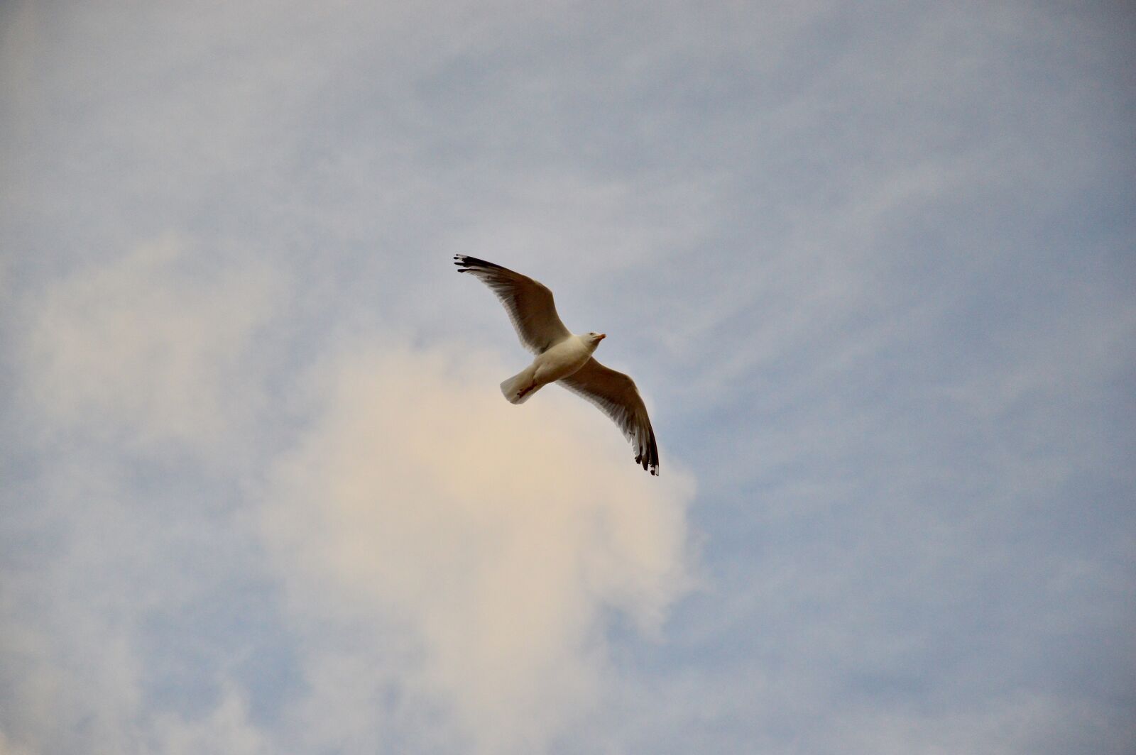 Nikon D3200 sample photo. Seagull, water, sky photography