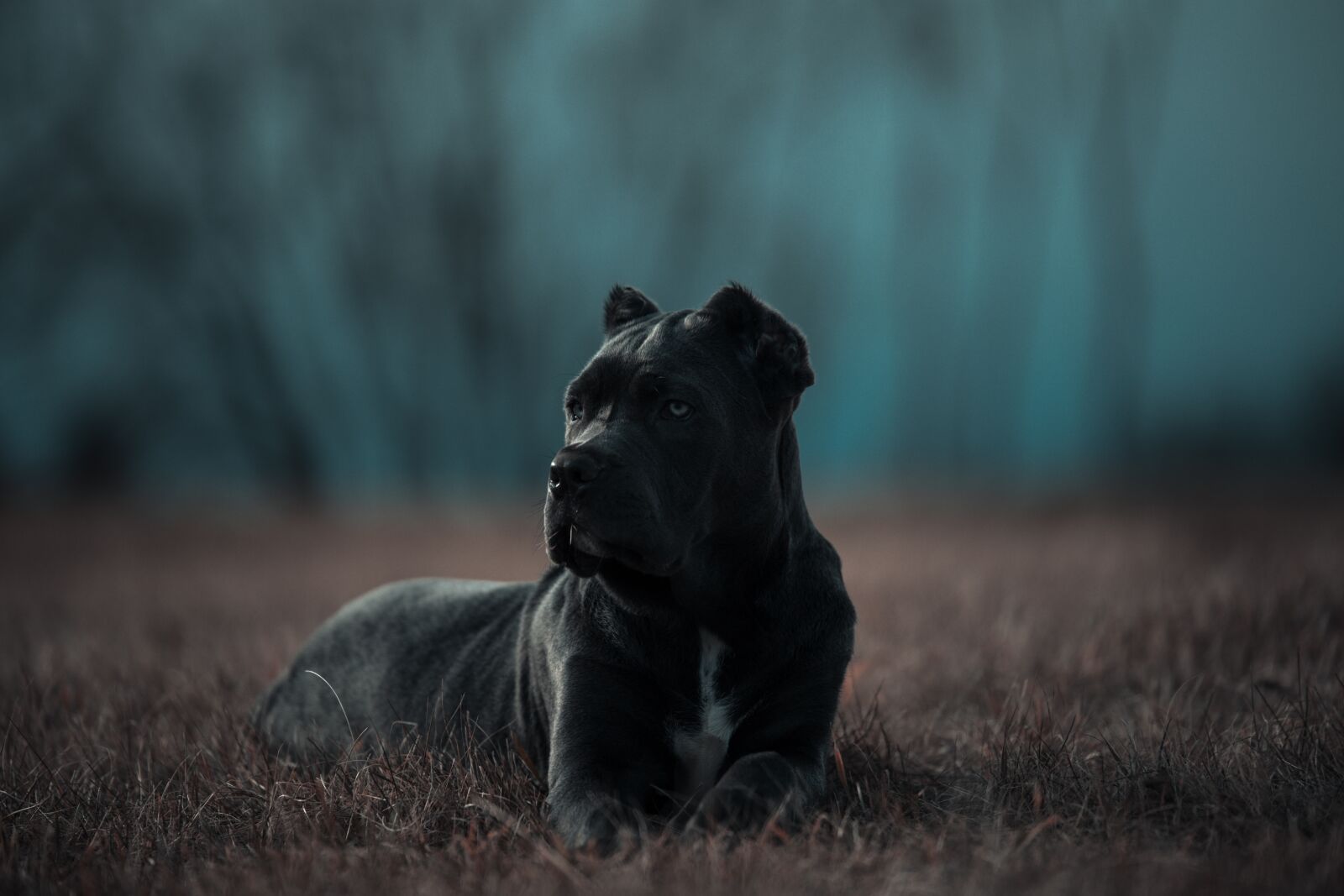 Canon EOS 6D sample photo. Bandog, puppy, blue eyes photography