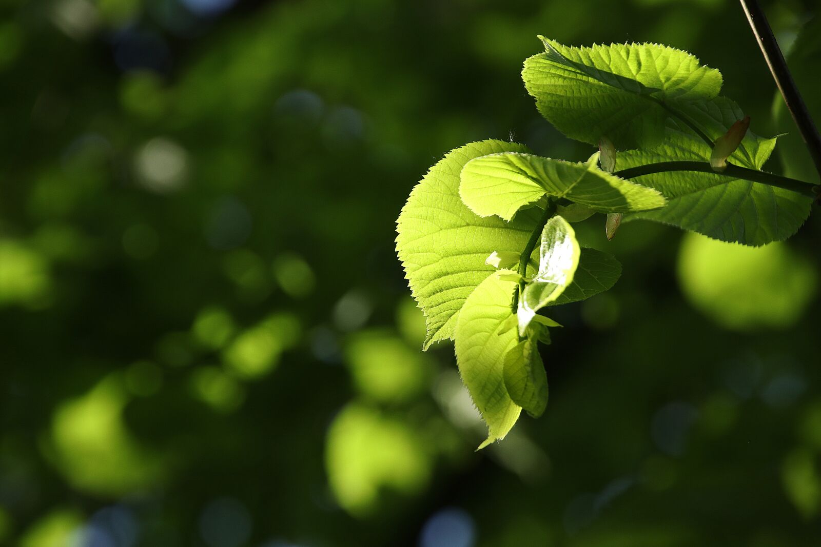 Canon EOS 80D sample photo. Leaf, green, spring photography