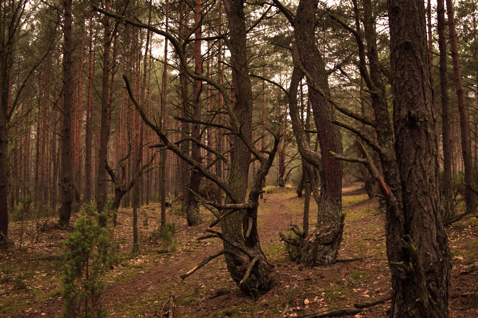 Nikon D3300 sample photo. Forest, kampinos, nature, trees photography