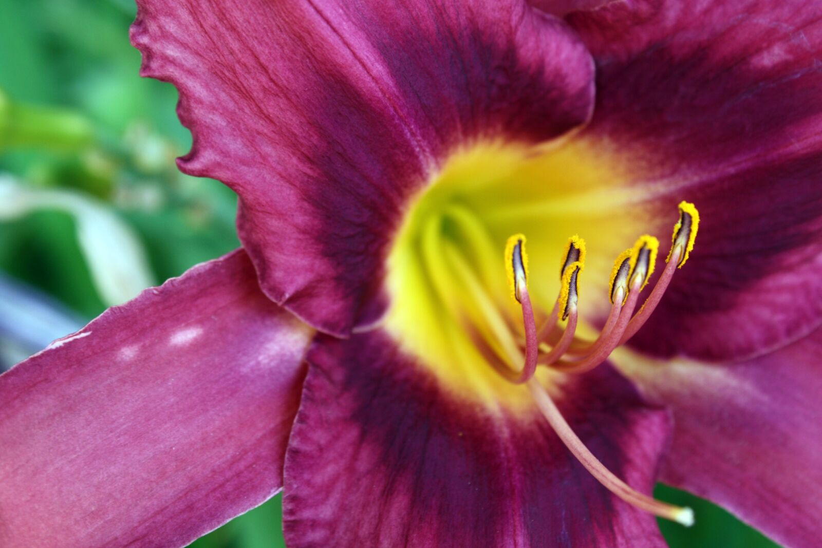 Canon EOS 1000D (EOS Digital Rebel XS / EOS Kiss F) sample photo. Lily, flower, bloom photography