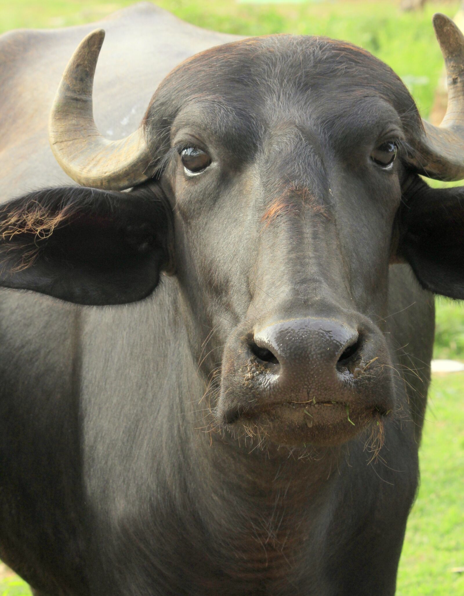 Canon EF-S 55-250mm F4-5.6 IS II sample photo. Water buffalo, nature, wild photography