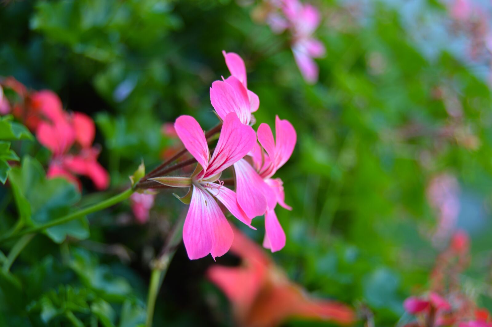 Nikon D3200 sample photo. Austria, nature, flower photography