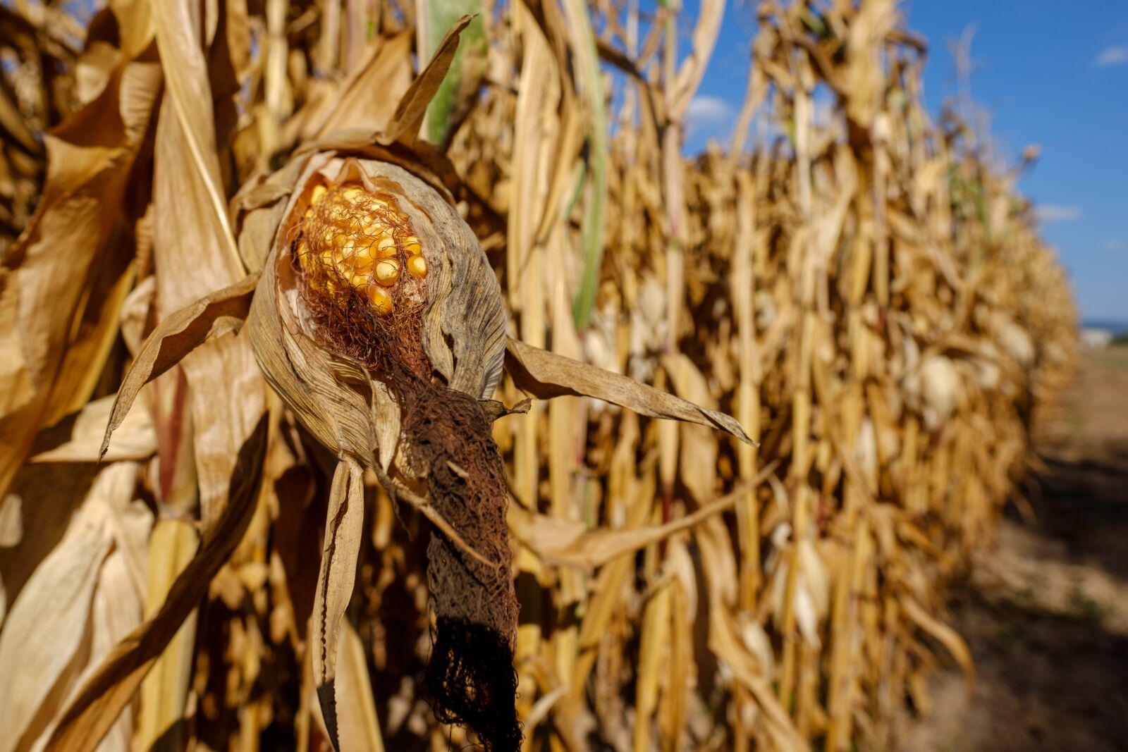 Fujifilm X-T2 + Fujifilm XF 16mm F1.4 R WR sample photo. Corn, cornfield, corn plant photography