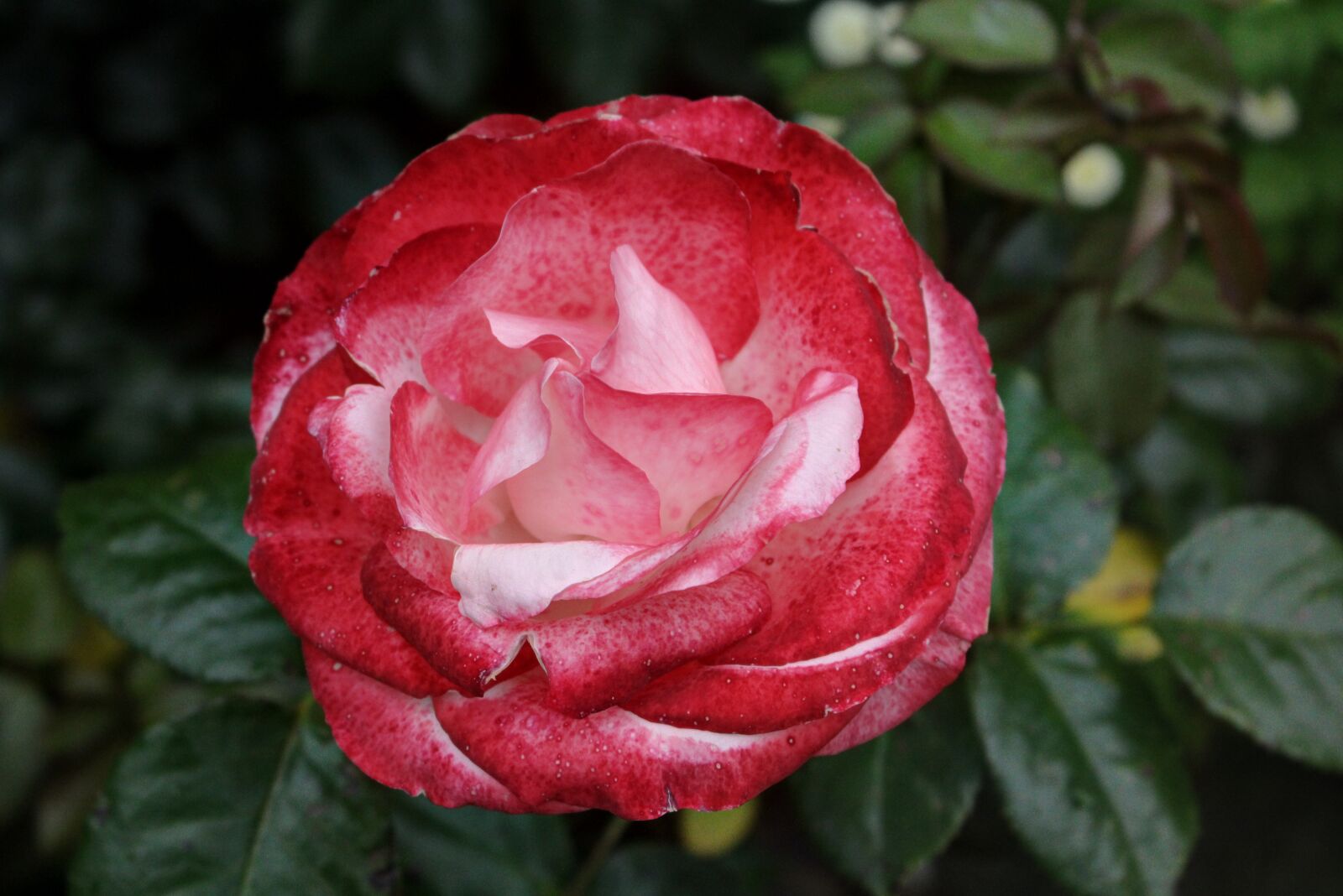 Canon EOS 60D sample photo. Flower, rose, blossom photography