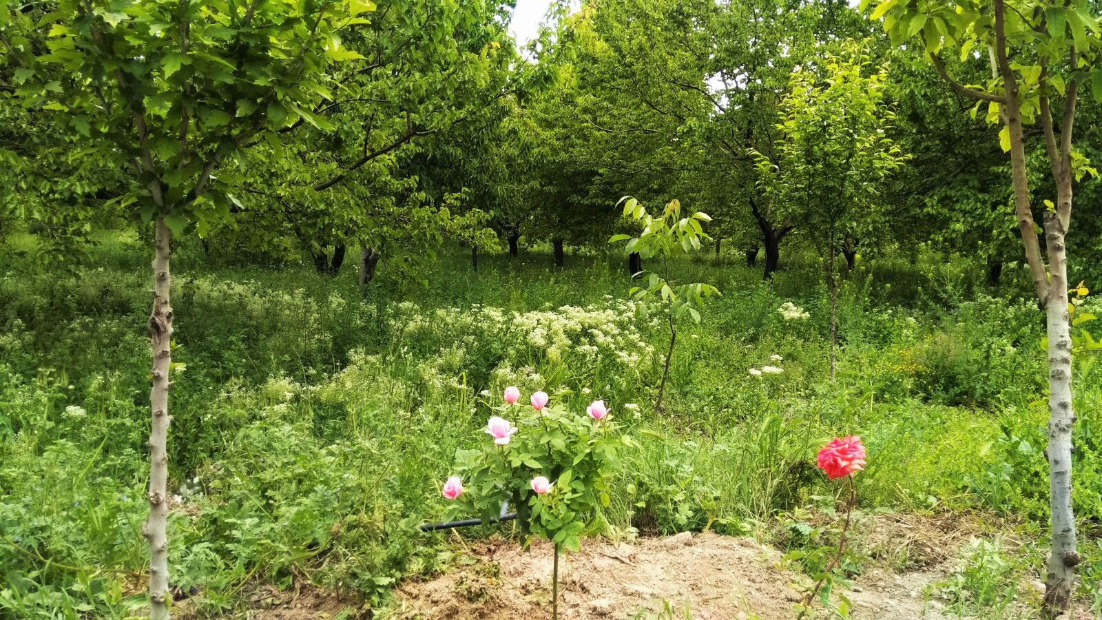 General Mobile GM 5 Plus sample photo