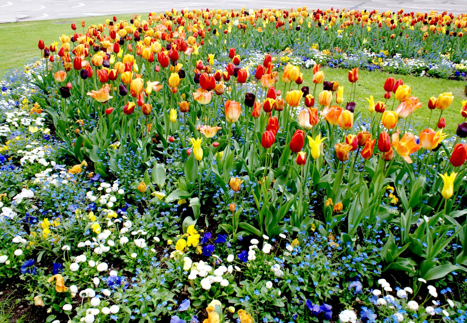 Sony Alpha DSLR-A100 sample photo. Tulips, flowers, nature photography