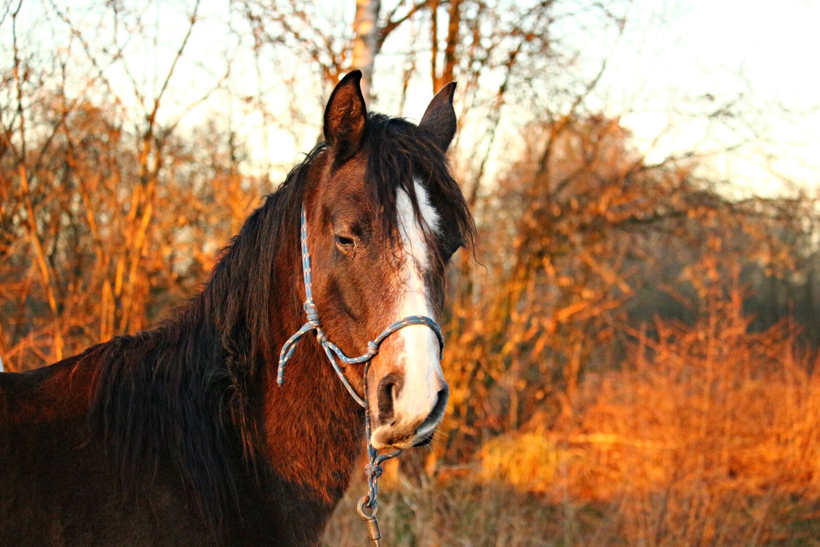 Canon EOS 100D (EOS Rebel SL1 / EOS Kiss X7) sample photo. Horse, thoroughbred arabian, brown photography