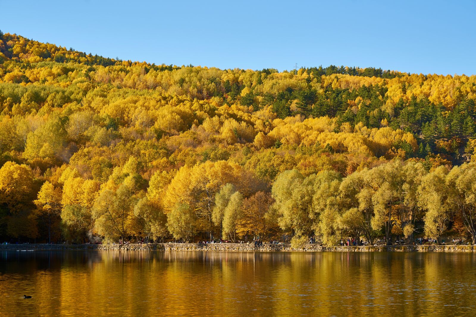 Sony a7R II sample photo. Autumn, forest, yellow photography