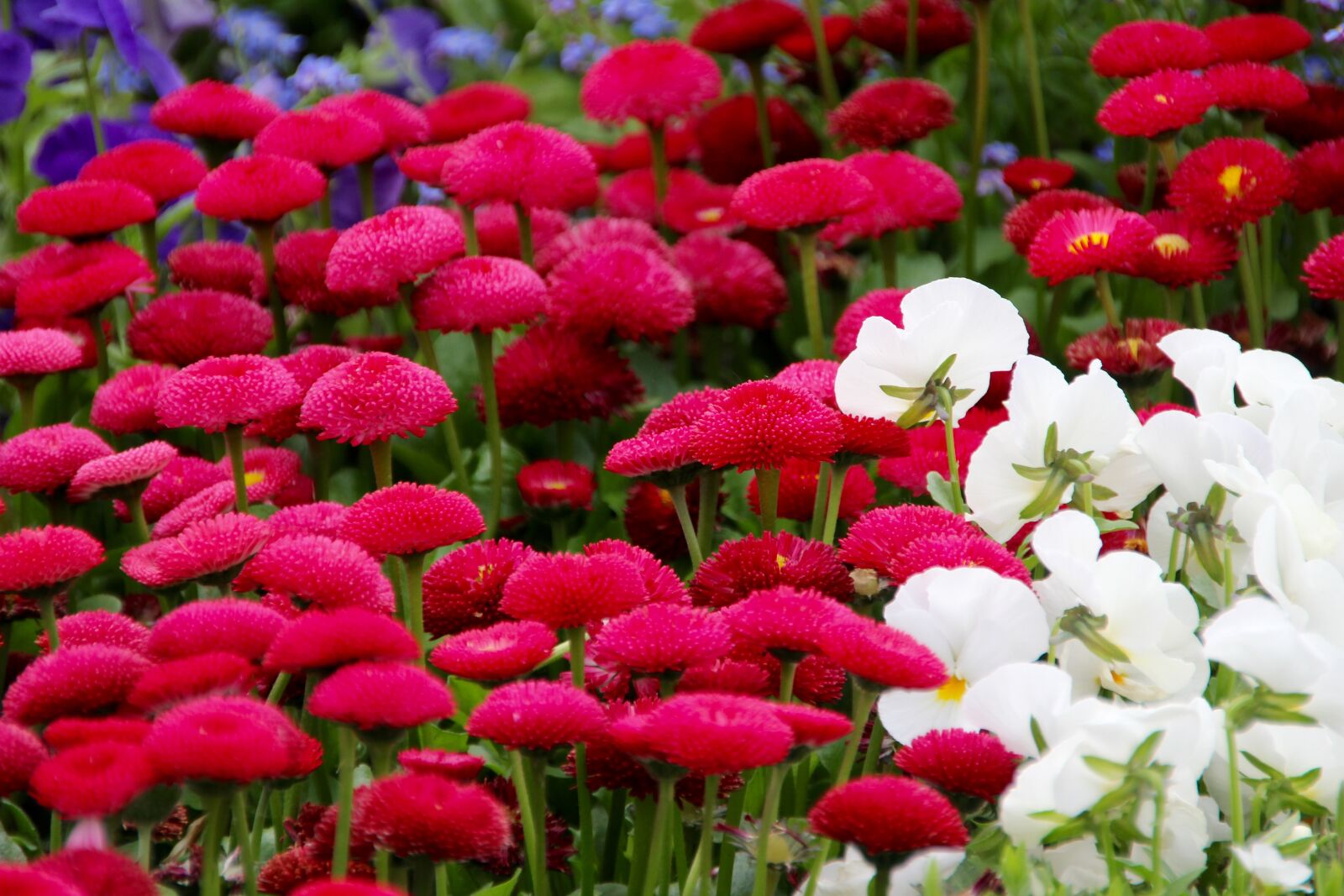Canon EOS 60D sample photo. Flowers, flower meadow, spring photography