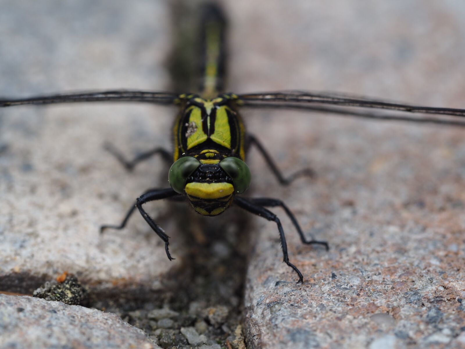 Olympus PEN E-PL7 sample photo. Dragonfly, insect, spring photography