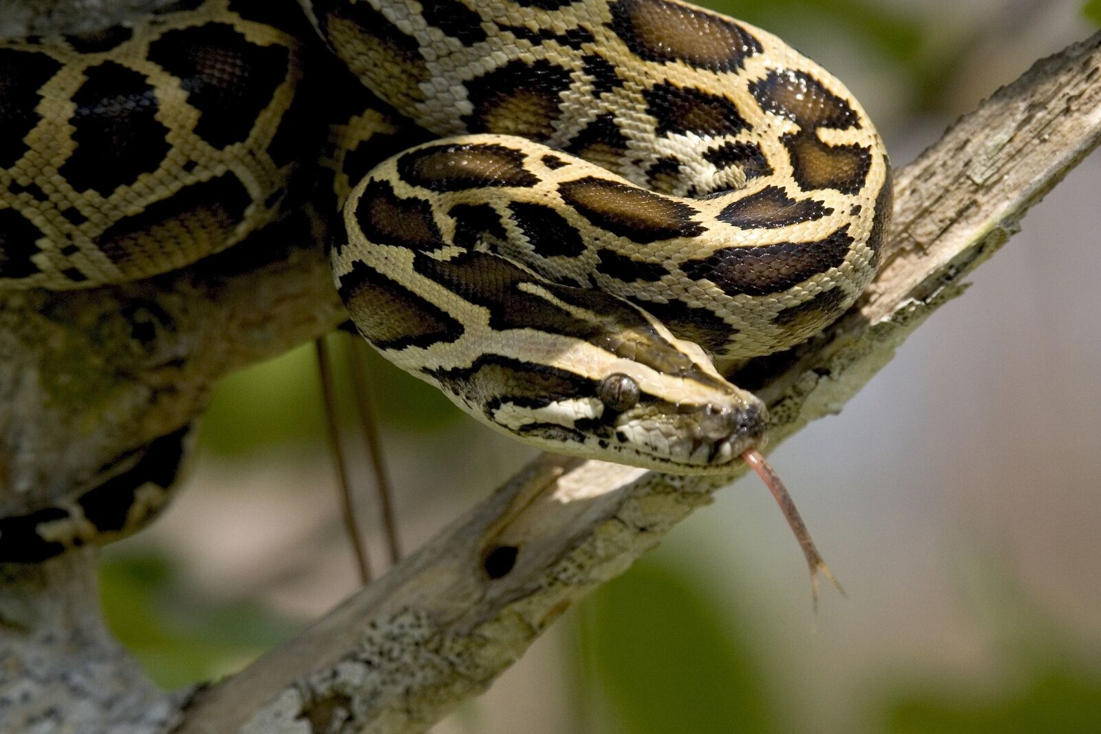 Canon EOS-1D Mark II sample photo. Burmese python, snake, tree photography