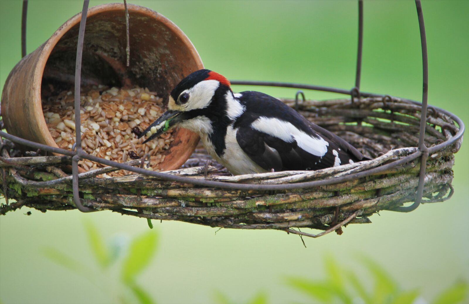 Tamron SP 150-600mm F5-6.3 Di VC USD sample photo. Great spotted woodpecker, feeding photography