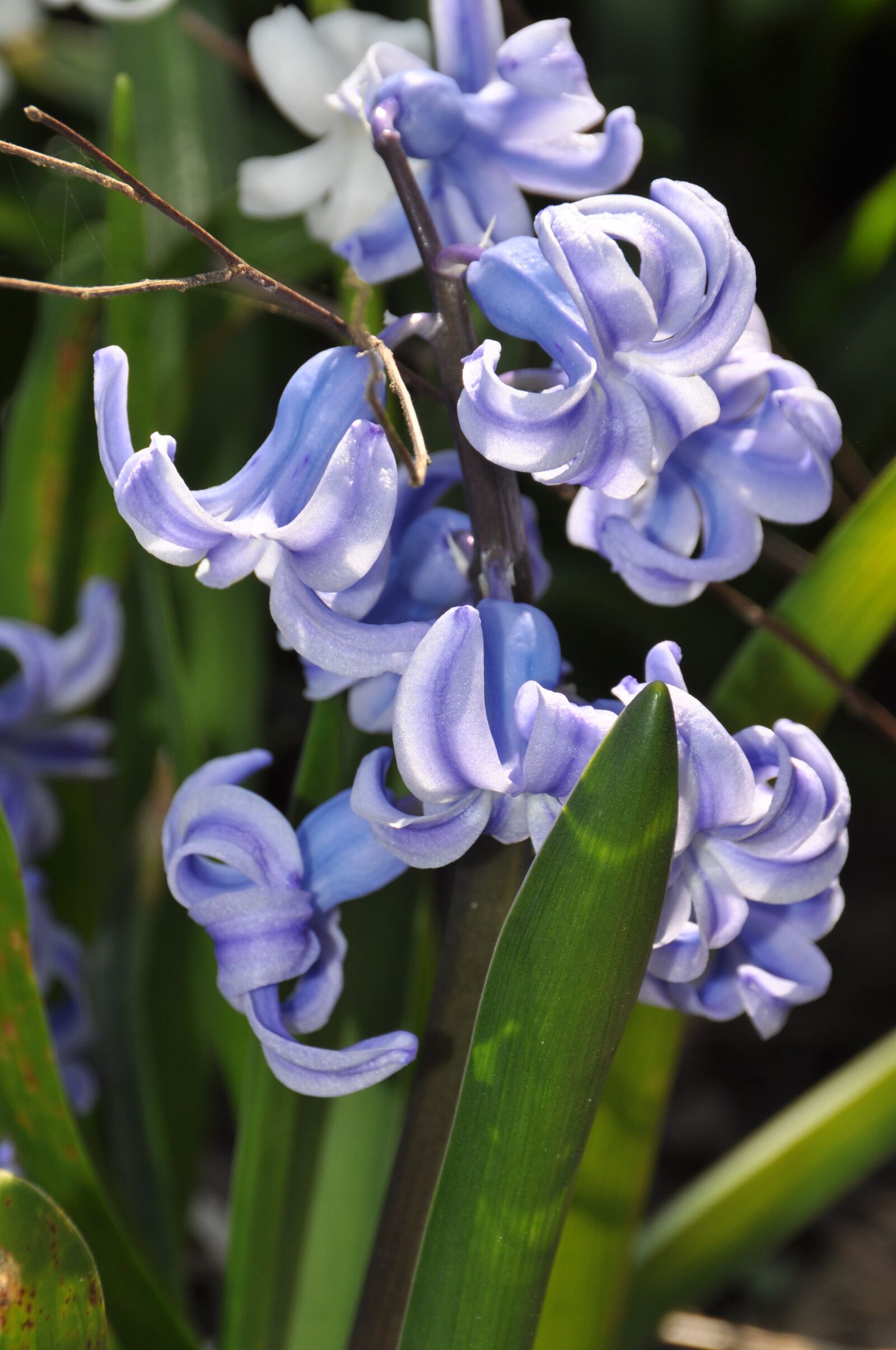Nikon D5000 sample photo. Flower, spring, purple photography