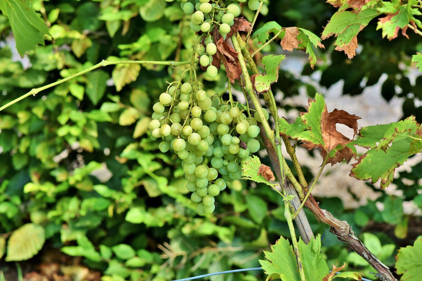 Nikon D7200 sample photo. Grapes, vine, fruit photography