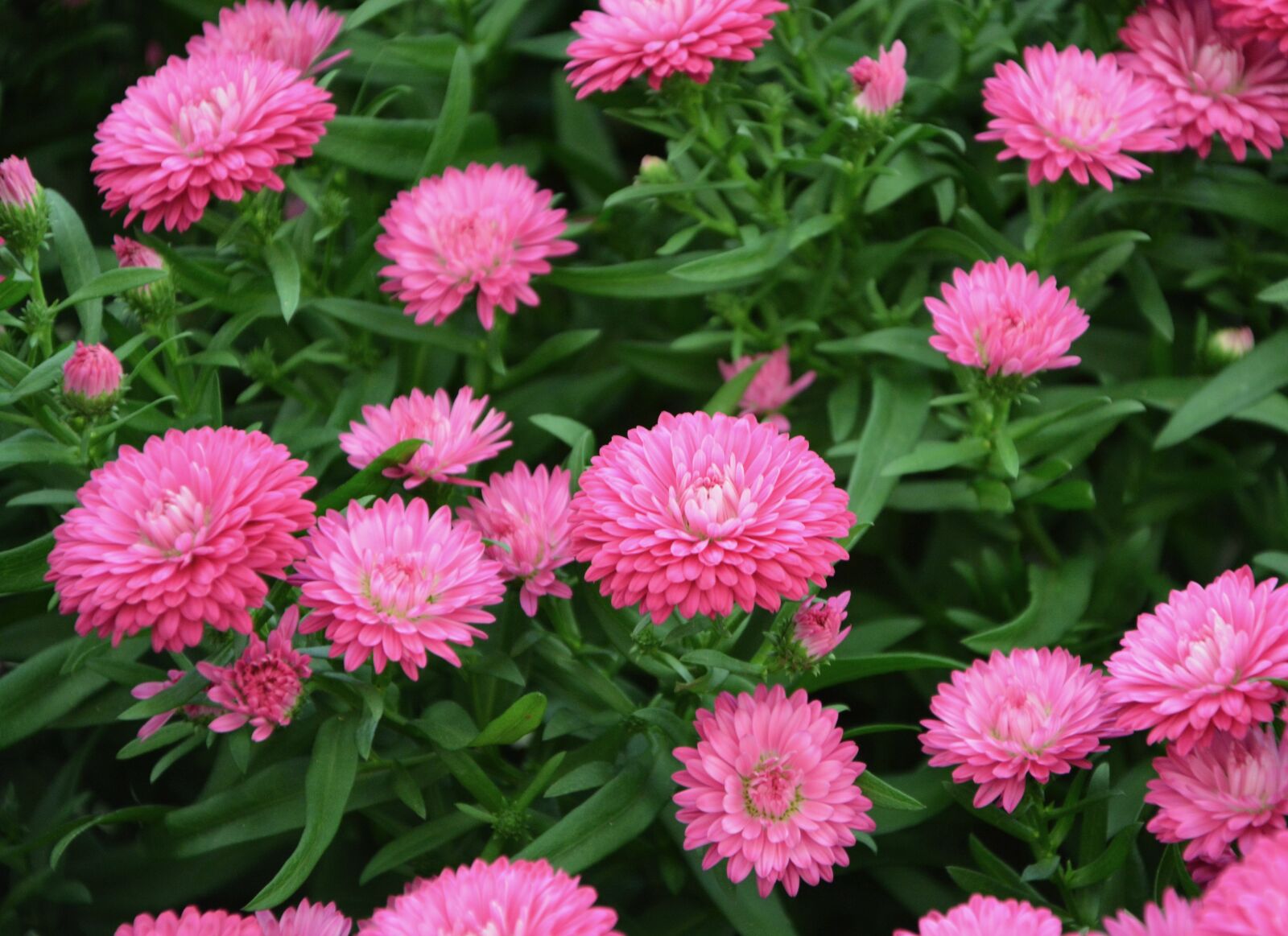 Nikon D5200 sample photo. Flowers, pink, bright pink photography