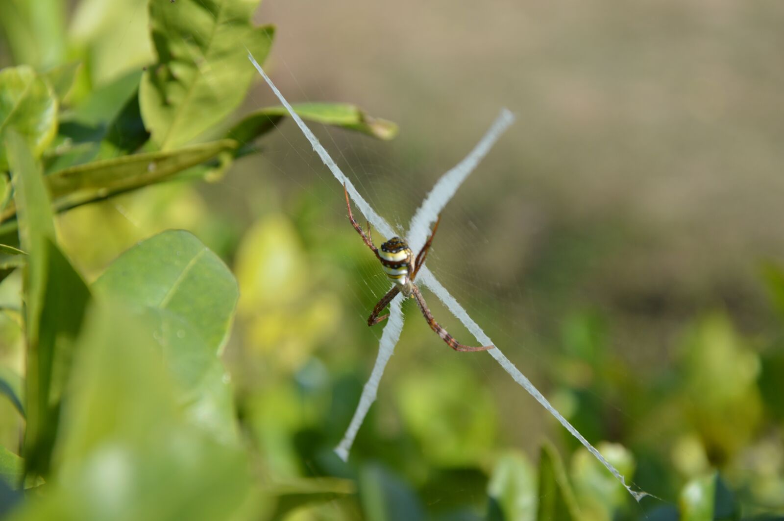 Nikon D3200 sample photo. Spider, thailand, nature photography