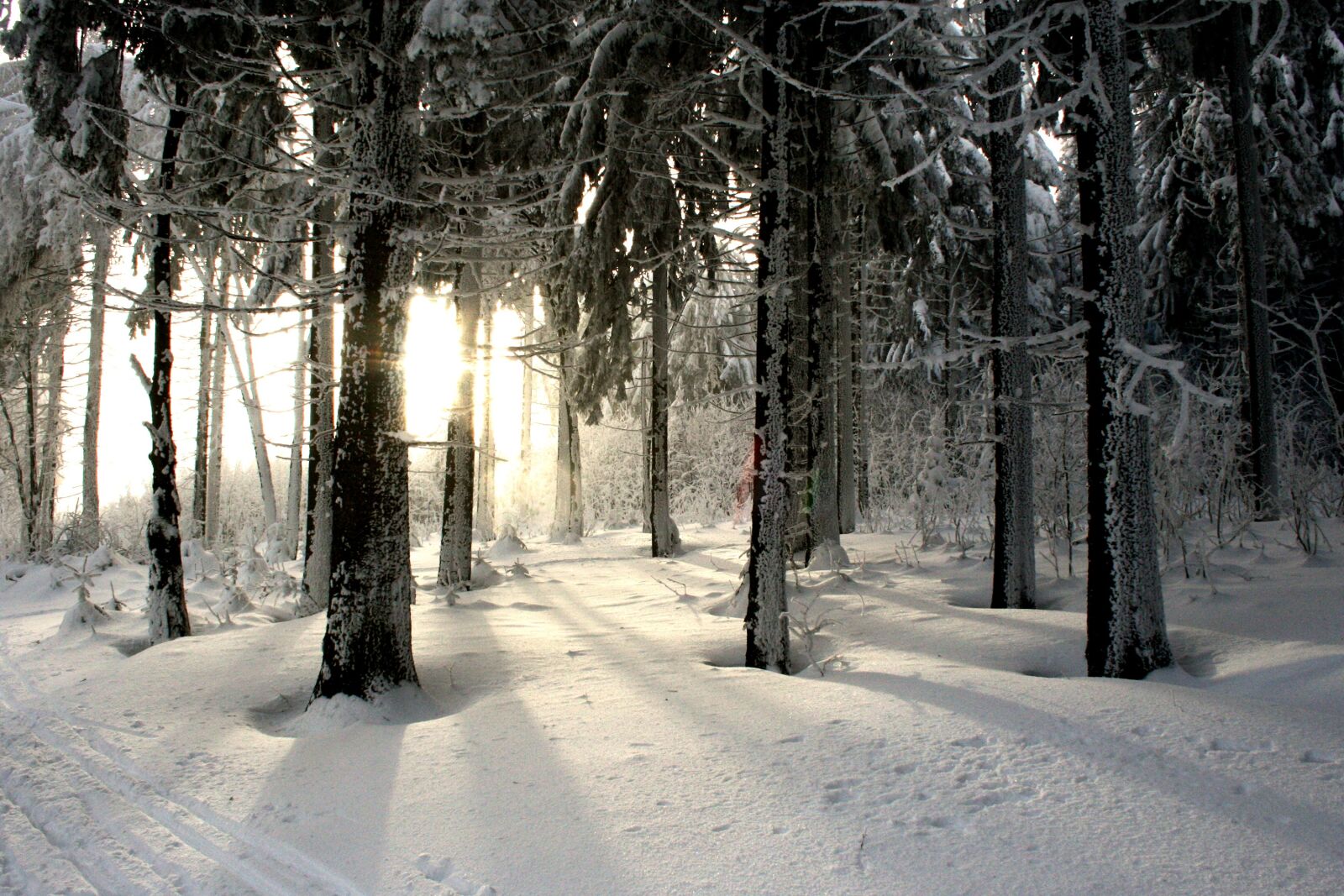 Canon EOS 400D (EOS Digital Rebel XTi / EOS Kiss Digital X) sample photo. Winter, winter forest, forest photography