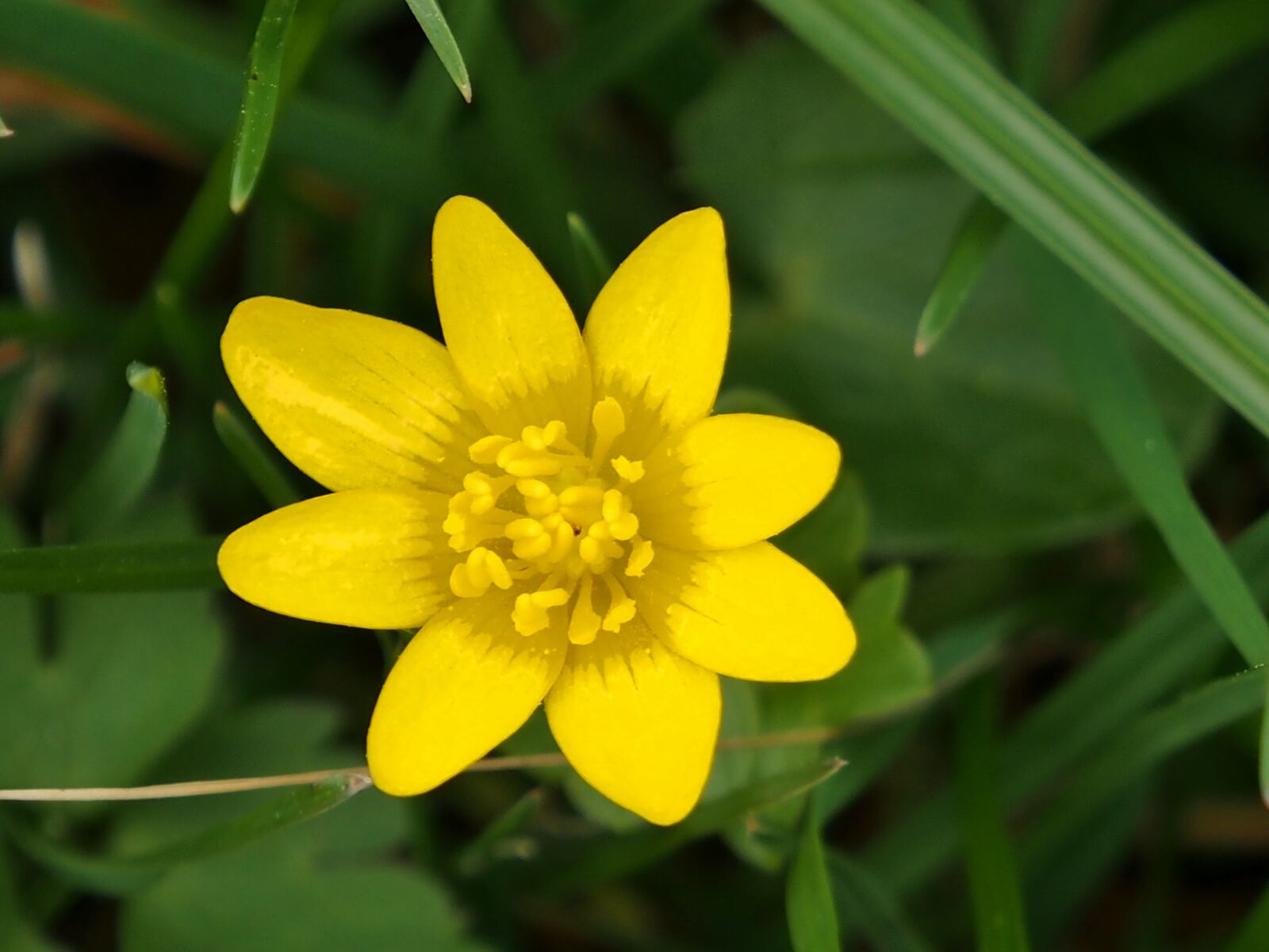 Olympus OM-D E-M5 sample photo. Yellow flower, spring, flower photography