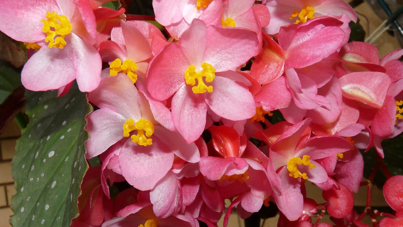 Panasonic Lumix DMC-FZ28 sample photo. Begonia, pink, bloom photography
