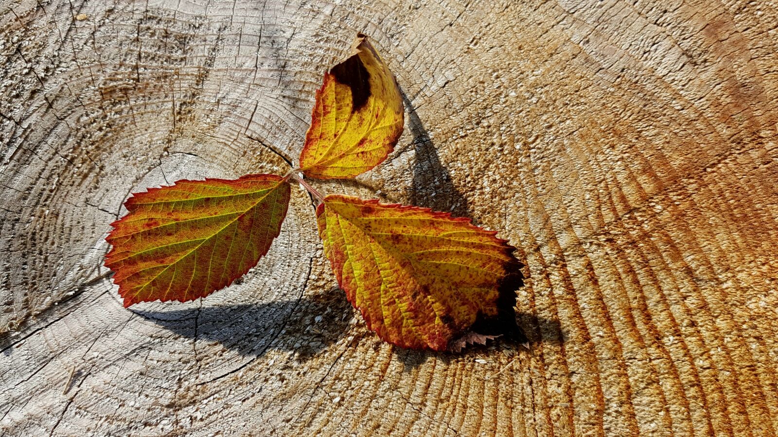 Samsung Galaxy S7 sample photo. Autumn, fall foliage, herbstimpression photography
