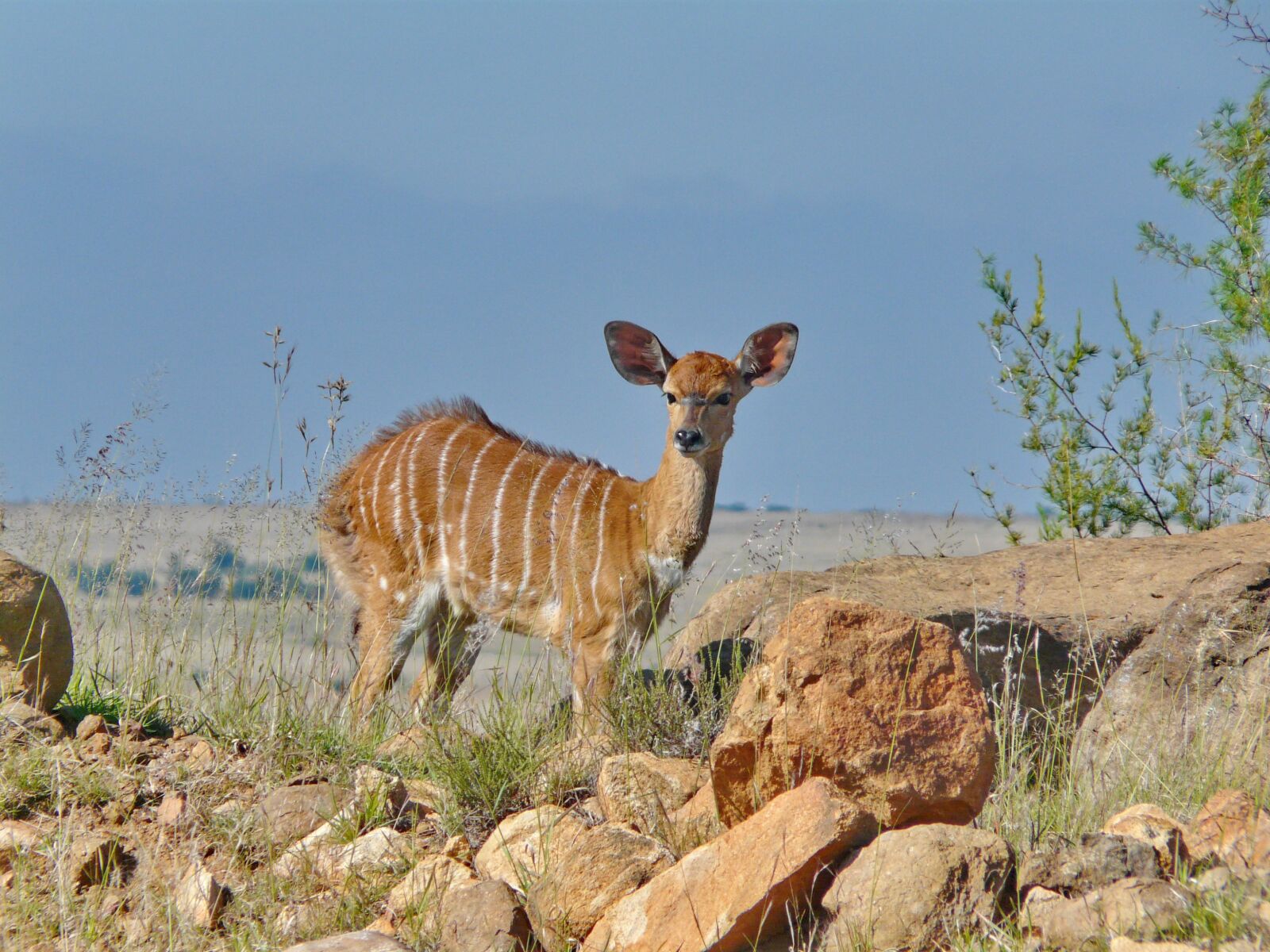 Panasonic DMC-FZ18 sample photo. Nyala, antelope, female photography