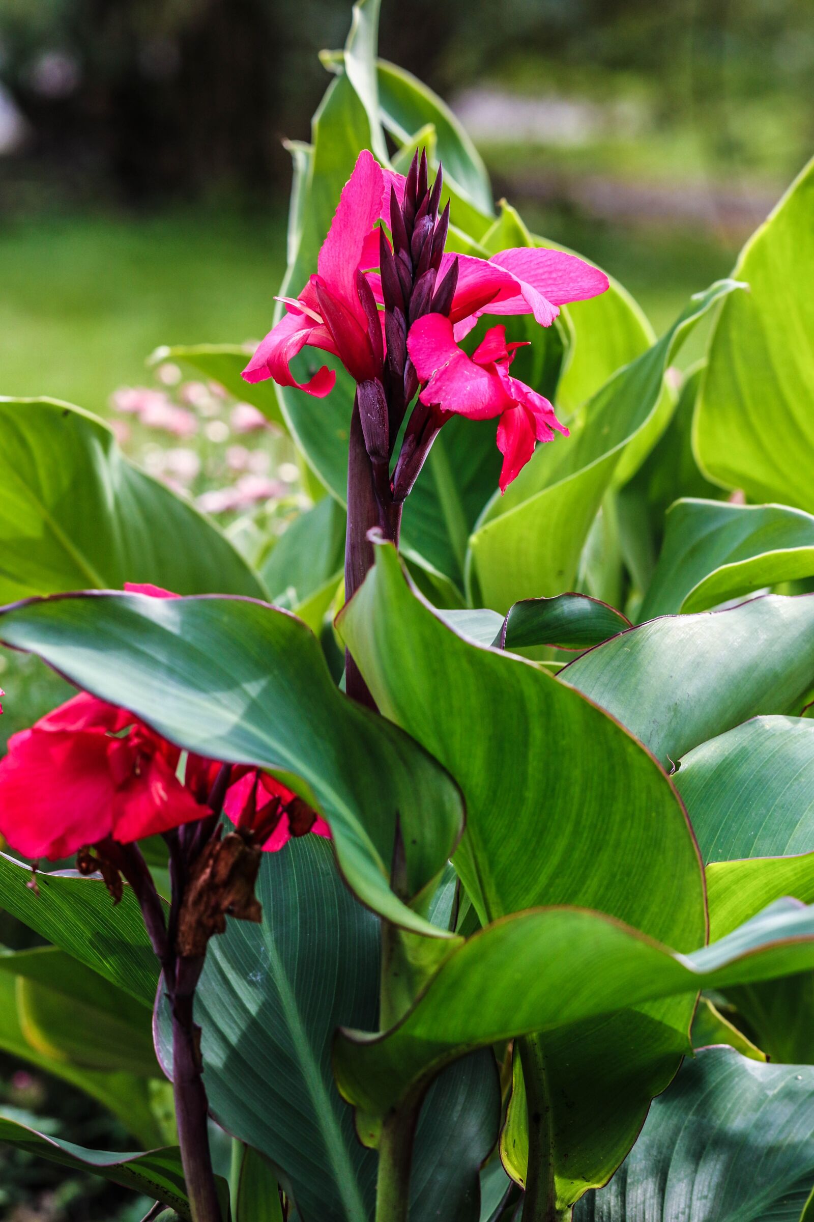 Canon EOS 7D Mark II sample photo. Flower, garden flower, pink photography