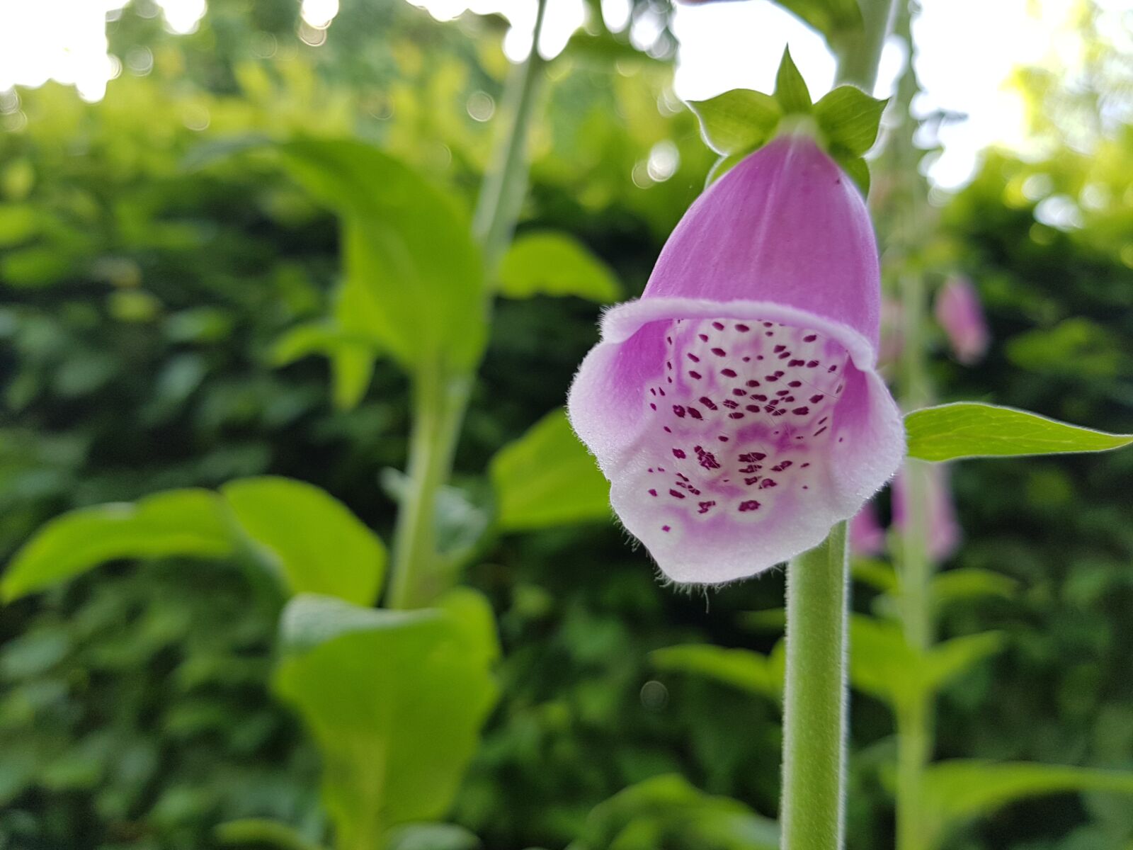 Samsung Galaxy S7 sample photo. Thimble, plant, flower photography