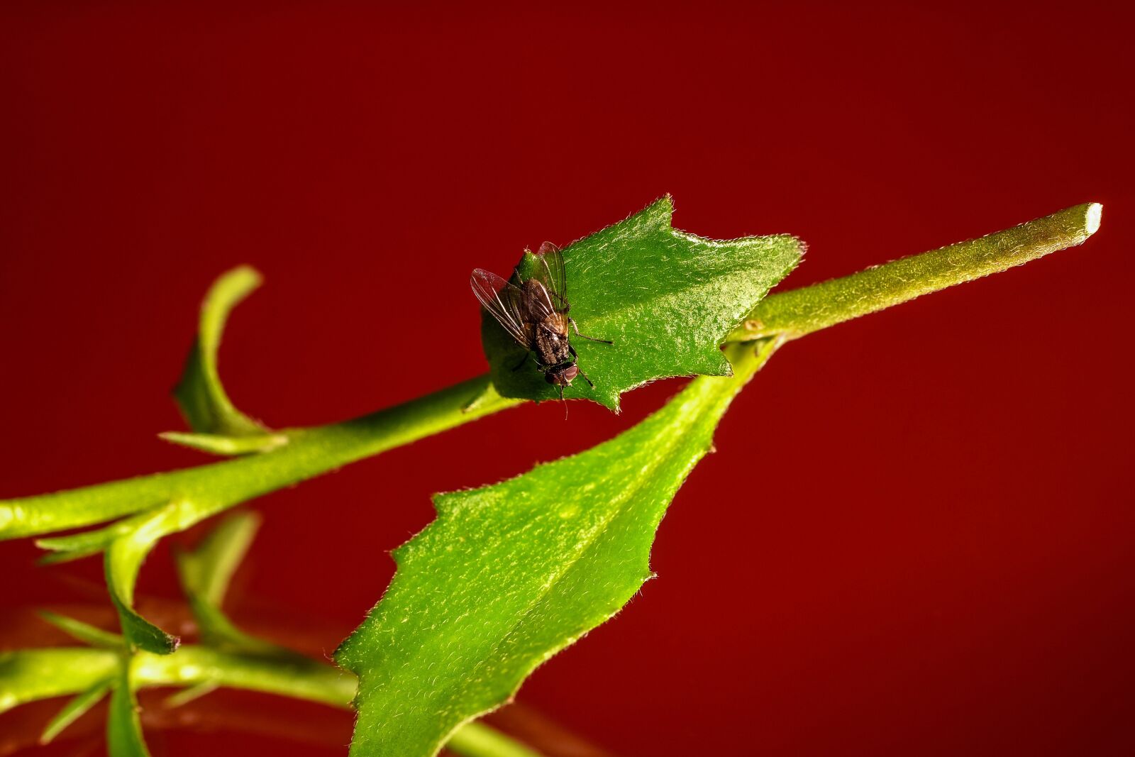 Nikon D7200 sample photo. Fly, insect, wing photography