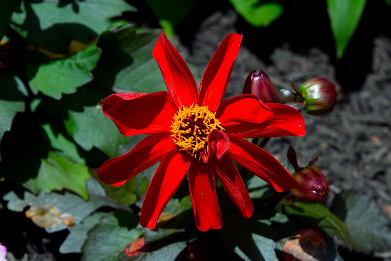 Nikon D3300 sample photo. Flower, red, macro photography