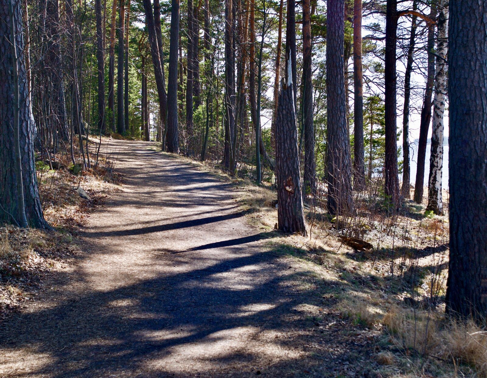 Nikon D300S sample photo. Tree, nature, landscape photography
