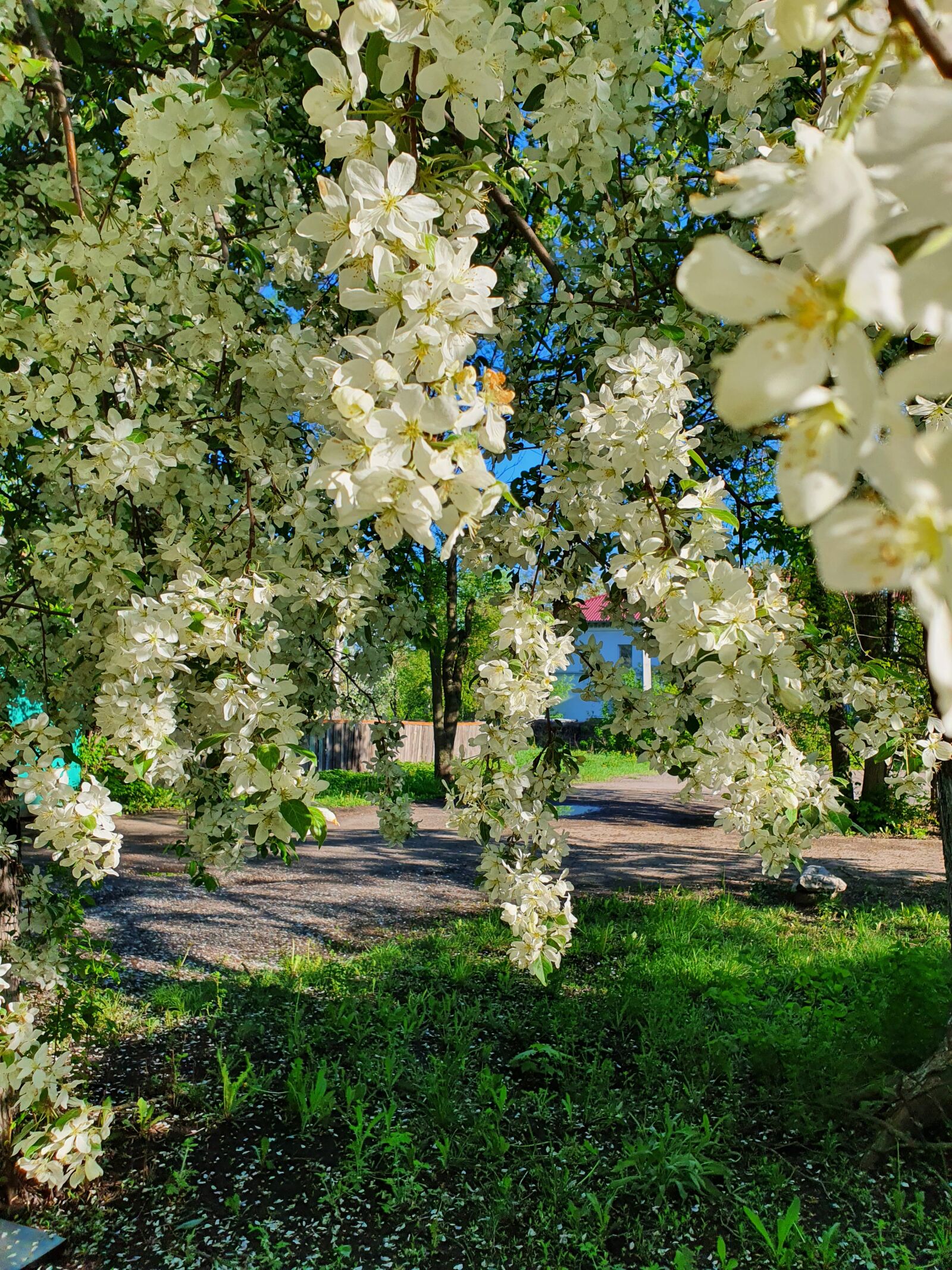 Samsung Galaxy S10 sample photo. Apple tree, color, white photography