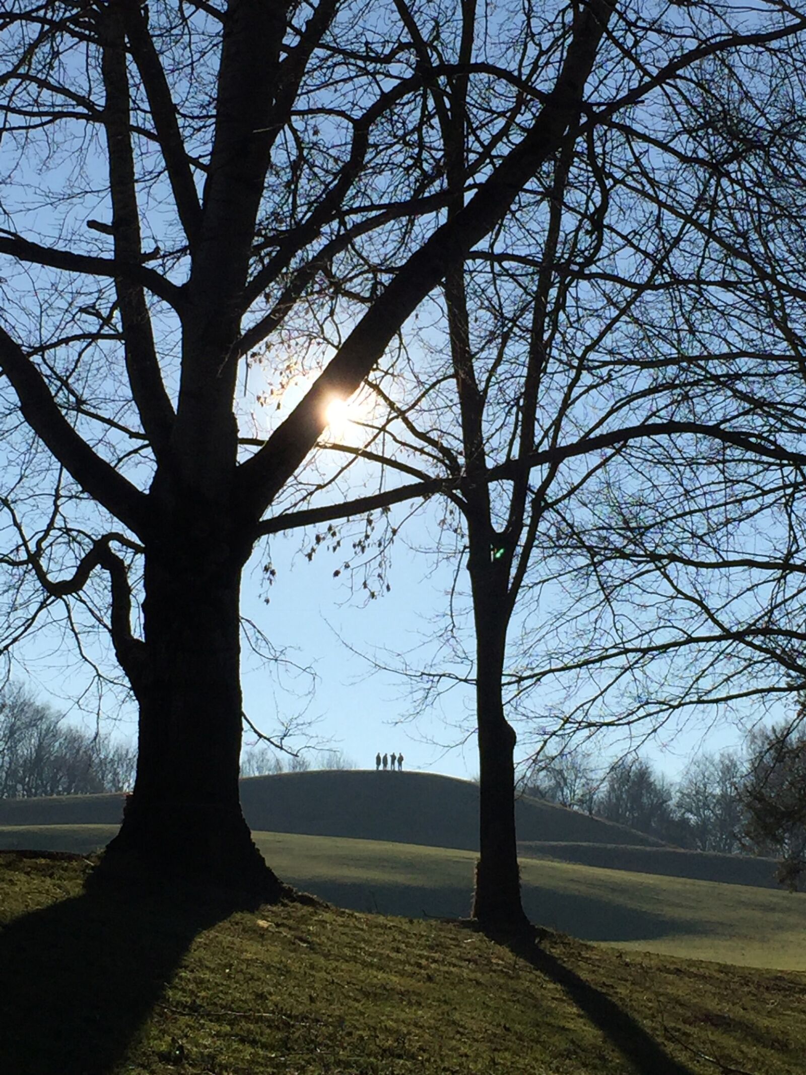 iPhone 6 Plus back camera 4.15mm f/2.2 sample photo. Tree, branch, landscape photography