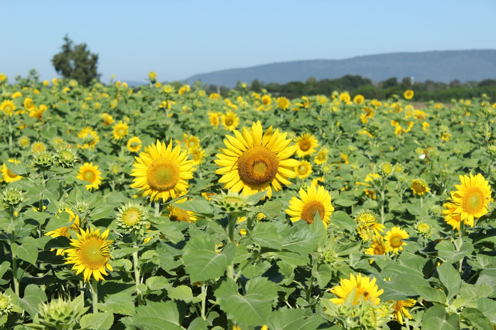 Canon EOS 600D (Rebel EOS T3i / EOS Kiss X5) sample photo. Sun flower, field, blossom photography
