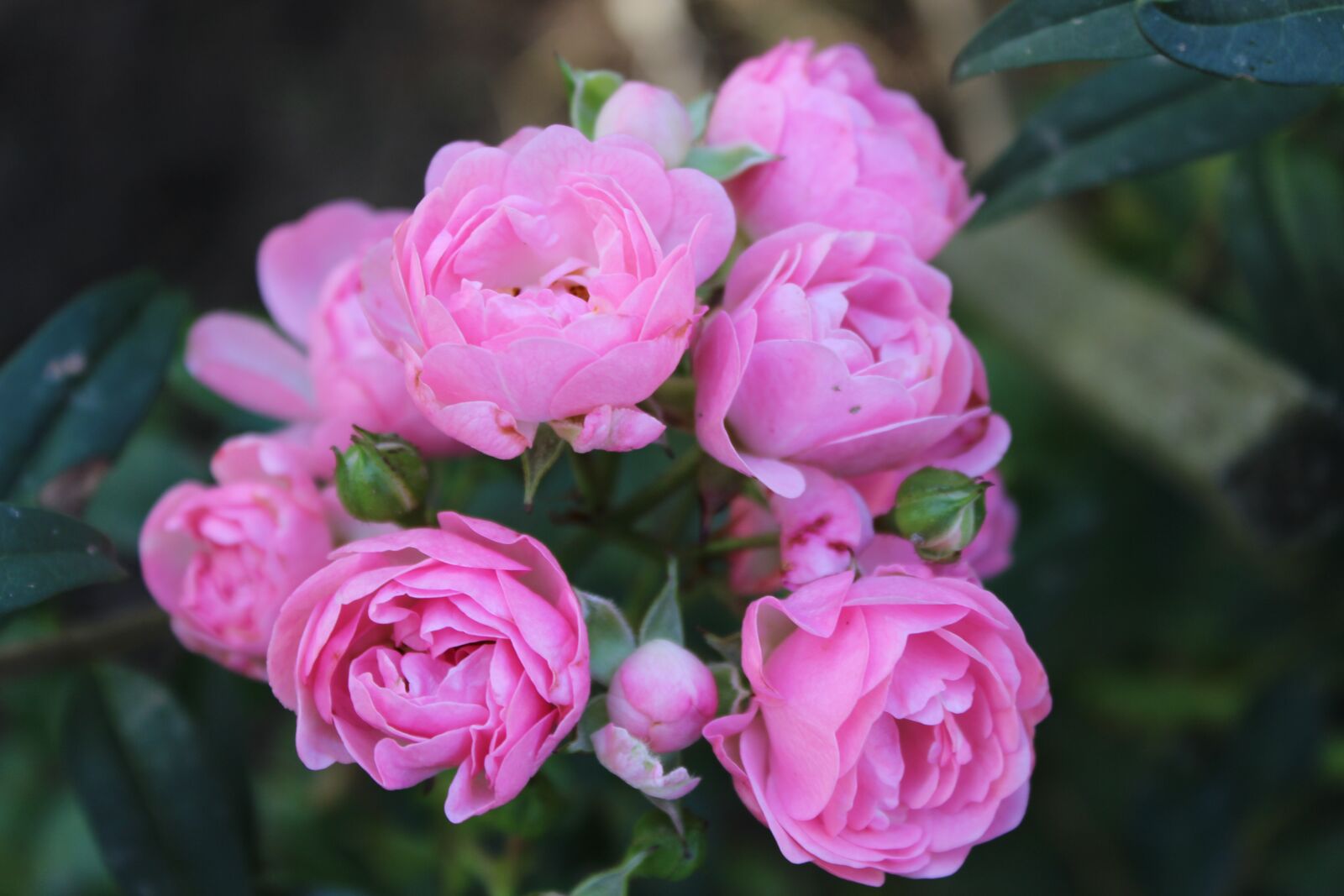 Canon EOS 600D (Rebel EOS T3i / EOS Kiss X5) sample photo. Roses, bush, rose bloom photography