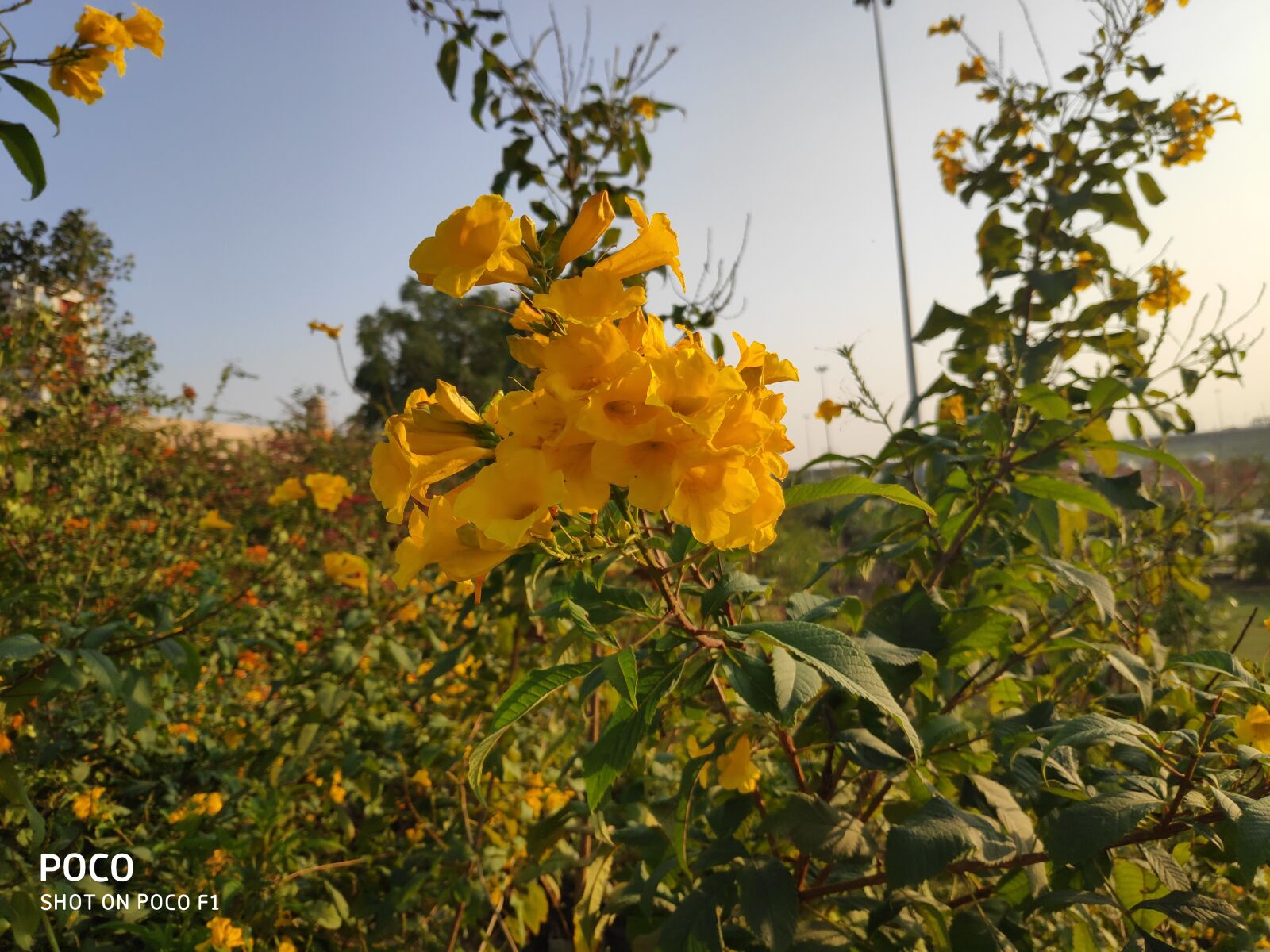 Xiaomi POCO F1 sample photo. Flowers, natures, spring photography