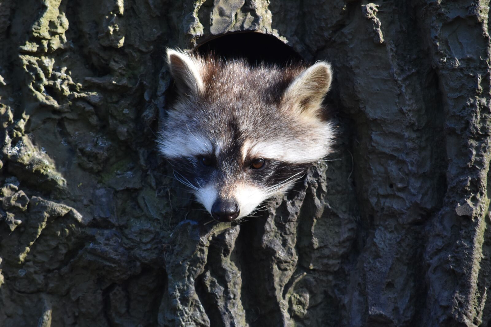 Nikon D7200 sample photo. Raccoon, construction, animal world photography