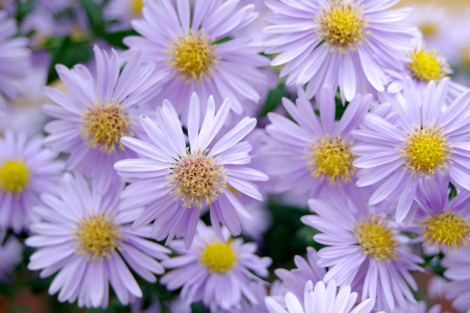 Pentax K-S2 sample photo. Flowers, violet, nature photography